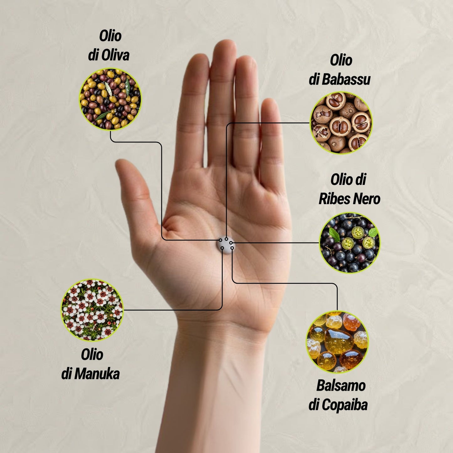 Infografica degli ingredienti naturali del deodorante Dryze: Olio di Oliva, Olio di Babassu, Olio di Ribes Nero, Balsamo di Copaiba e Olio di Manuka.