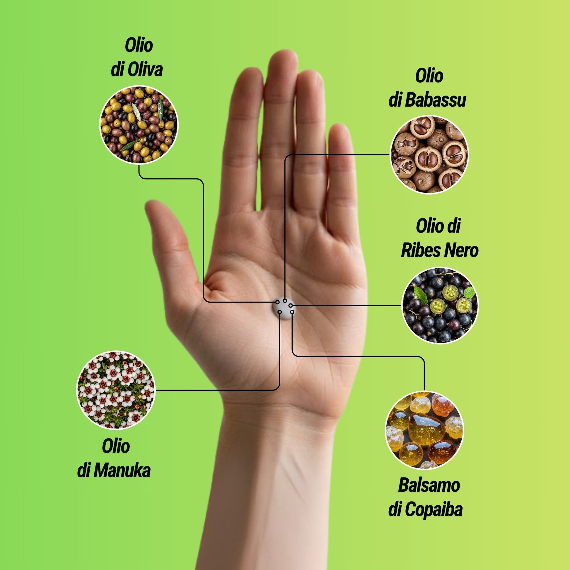 Infografica degli ingredienti del deodorante Dryze: Olio di Oliva, Olio di Babassu, Olio di Ribes Nero, Balsamo di Copaiba e Olio di Manuka.